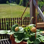 Bed & Breakfast Pod Piorem