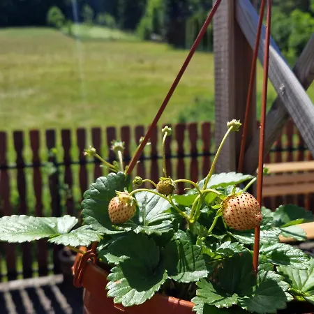 Frühstückspension Pod Piorem