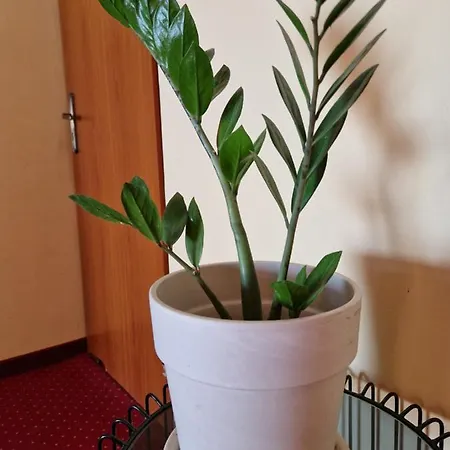 Pod Piórem *