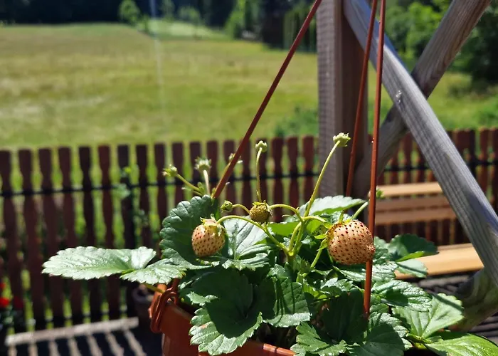 Couette-café Pod Piorem