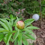Pod Piorem 3* 자코파네