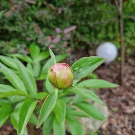 Pod Piorem 3* Zakopane