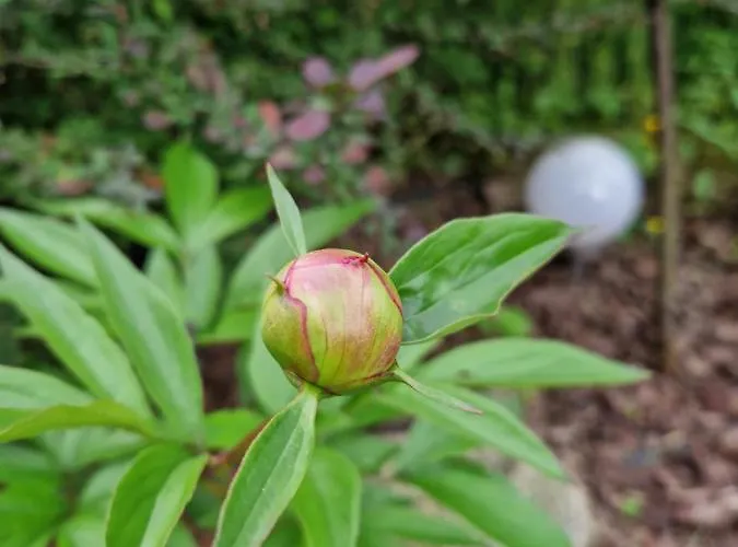 Pod Piórem 3* Zakopane